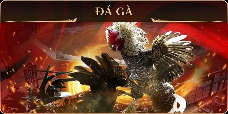 Bật Mí Cách Chơi Đá Gà GA28 Tại Sen88 Trăm Trận Trăm Thắng 2 Bật Mí Cách Chơi Đá Gà GA28 Tại Sen88 Trăm Trận Trăm Thắng