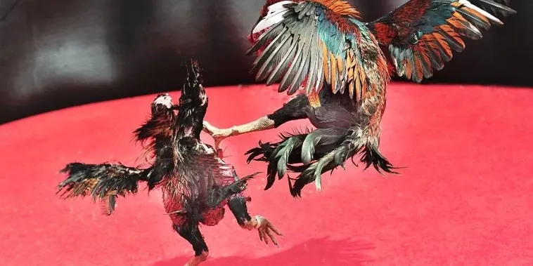 Tuyệt Chiêu Cách Chơi Đá Gà Sabong Tại Sen88 Ăn Tiền Mỏi Tay 1 Tuyệt Chiêu Cách Chơi Đá Gà Sabong Tại Sen88 Ăn Tiền Mỏi Tay