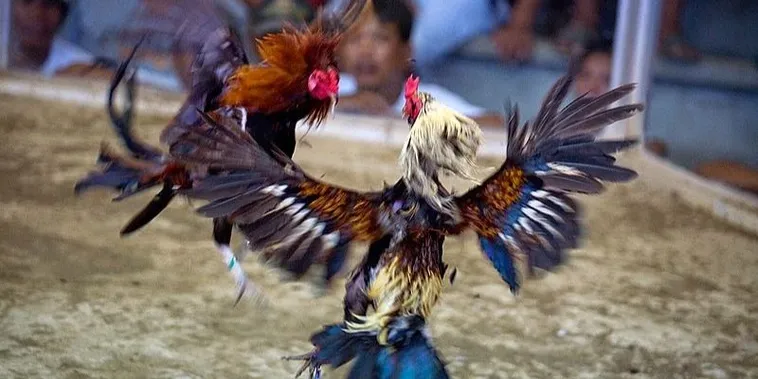 Tuyệt Chiêu Cách Chơi Đá Gà Sabong Tại Sen88 Ăn Tiền Mỏi Tay 2 Tuyệt Chiêu Cách Chơi Đá Gà Sabong Tại Sen88 Ăn Tiền Mỏi Tay